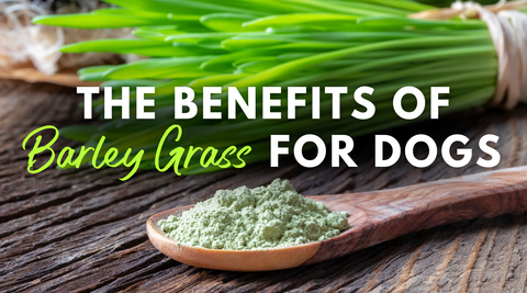 The Wholesome Benefits of Barley Grass for Canine Wellness, The benefits of Barley Grass for dogs