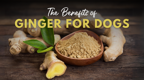 The benefits of ginger root for dogs, mobility and digestion.