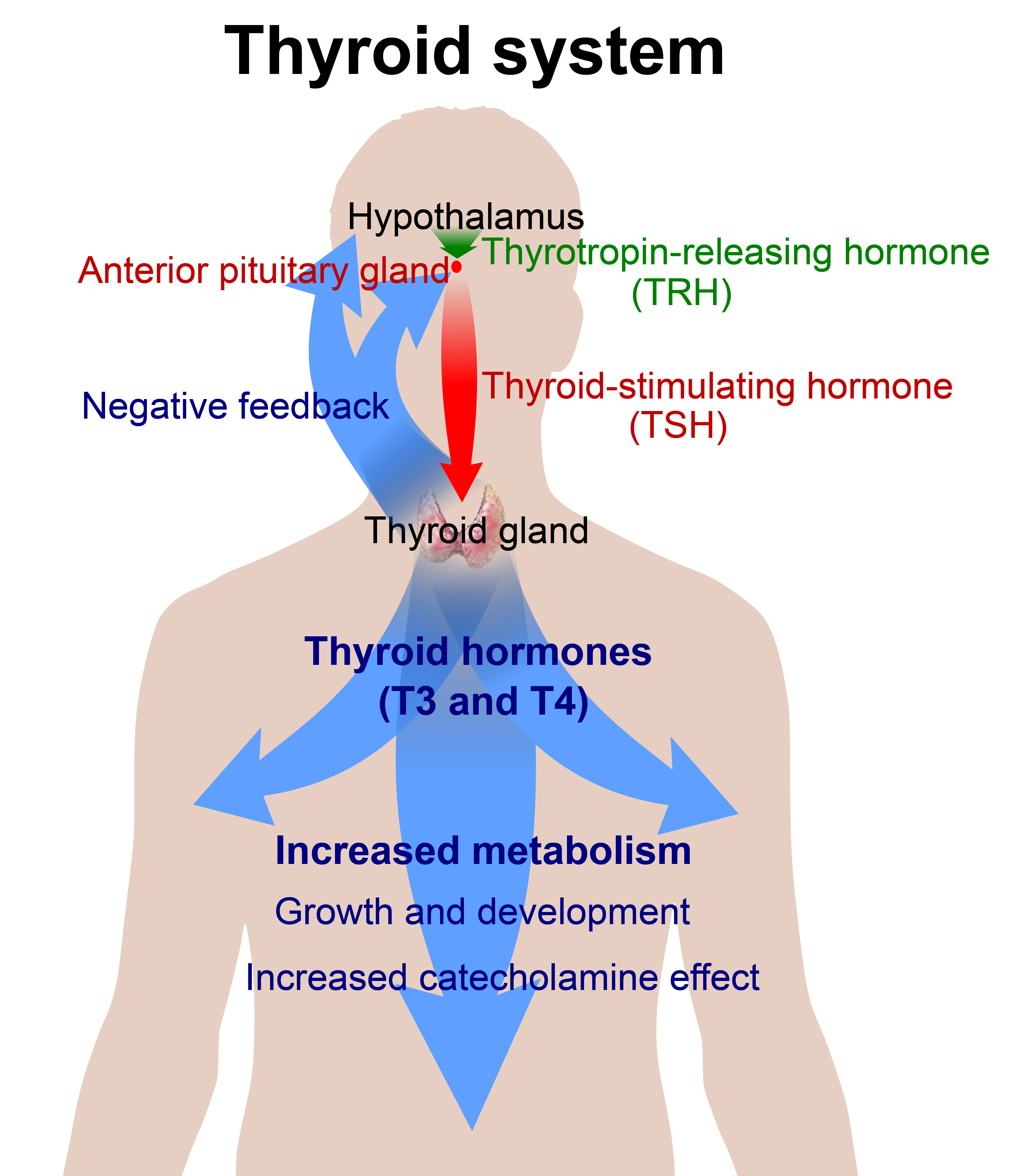 Thyroid system showing various thyroid hormones