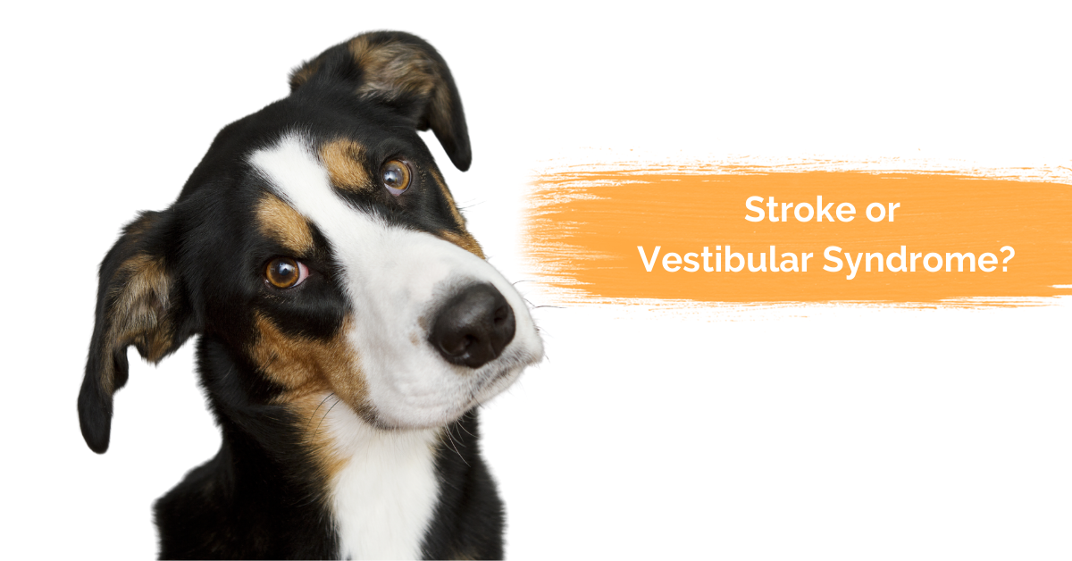 will my dog recover from vestibular disease