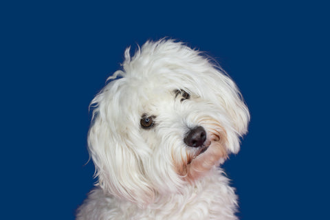 Small fluffy white dog with head tilted on blue background