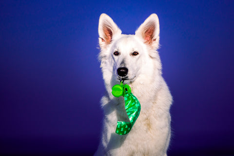 White dog holding green poop bags in their mouth
