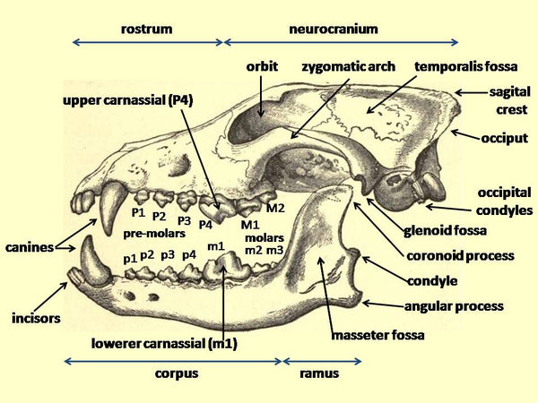 Wolf cranium