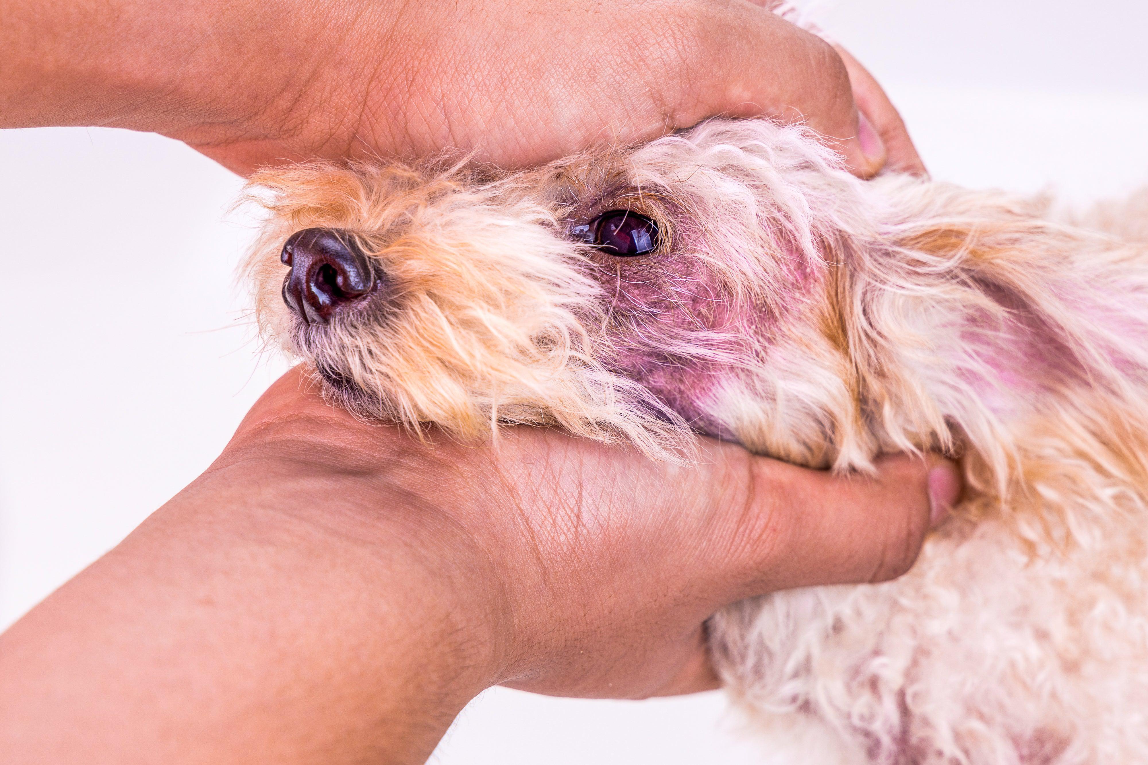 a dog with a skin yeast infection around their eye