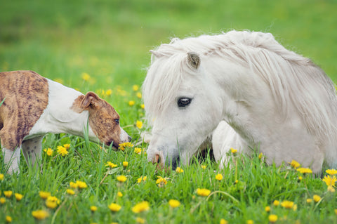 dog and pony