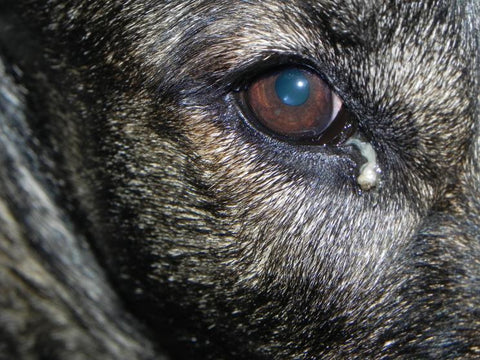 Dog eye discharge, green eye discharge