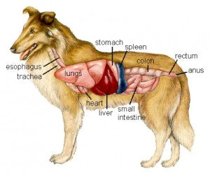 Dog Liver Disease Diet \u0026 Cleanse 