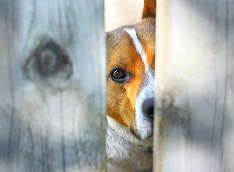 Brown and white dog looking through fence