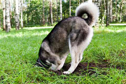 Husky with head in the ground