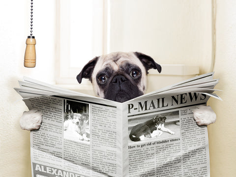 Dog reading newspaper on toilet