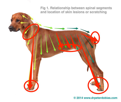 Dog with skin allergies