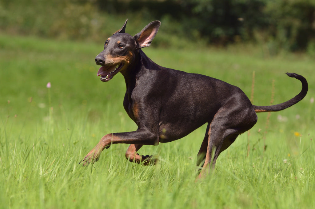 Dog with uncropped ears running in field