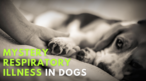 canine upper respiratory disease, canine mystery illness