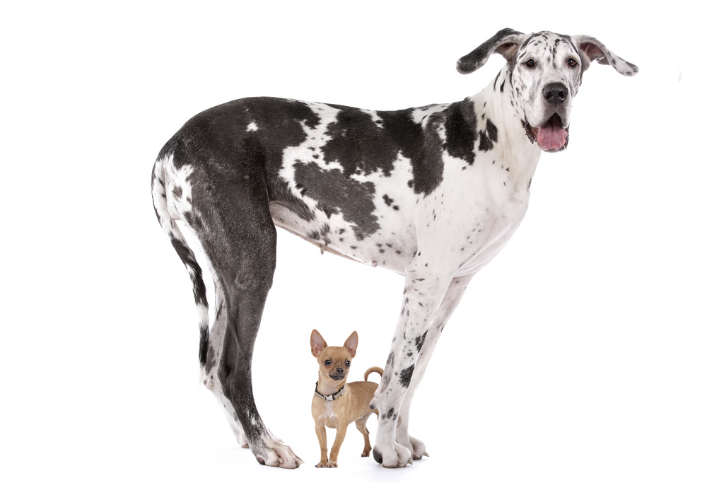 Great Dane standing over a Chihuahua