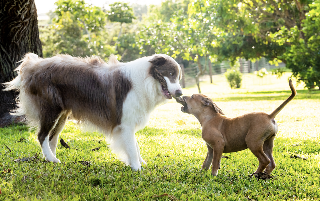 Pax playing with another dog and a stick