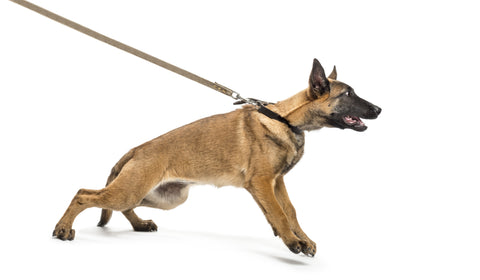 Dog pulling on leash and collar
