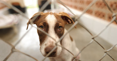 Dog in kennel at boarding facility