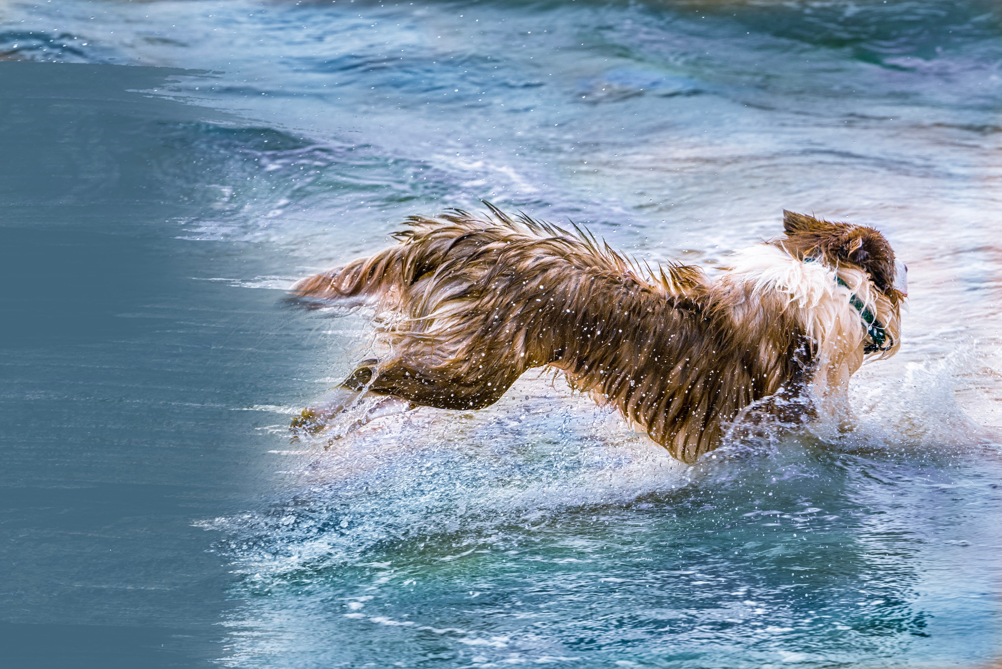 Pax the dog sprinting in water