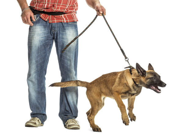 dog wearing a collar pulling on a leash