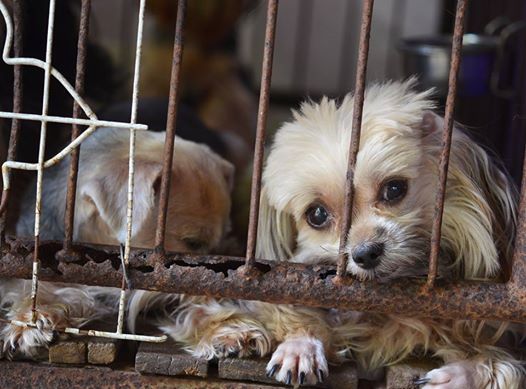 Small dog in a puppy mill behind bars-choosing the right place to get a puppy