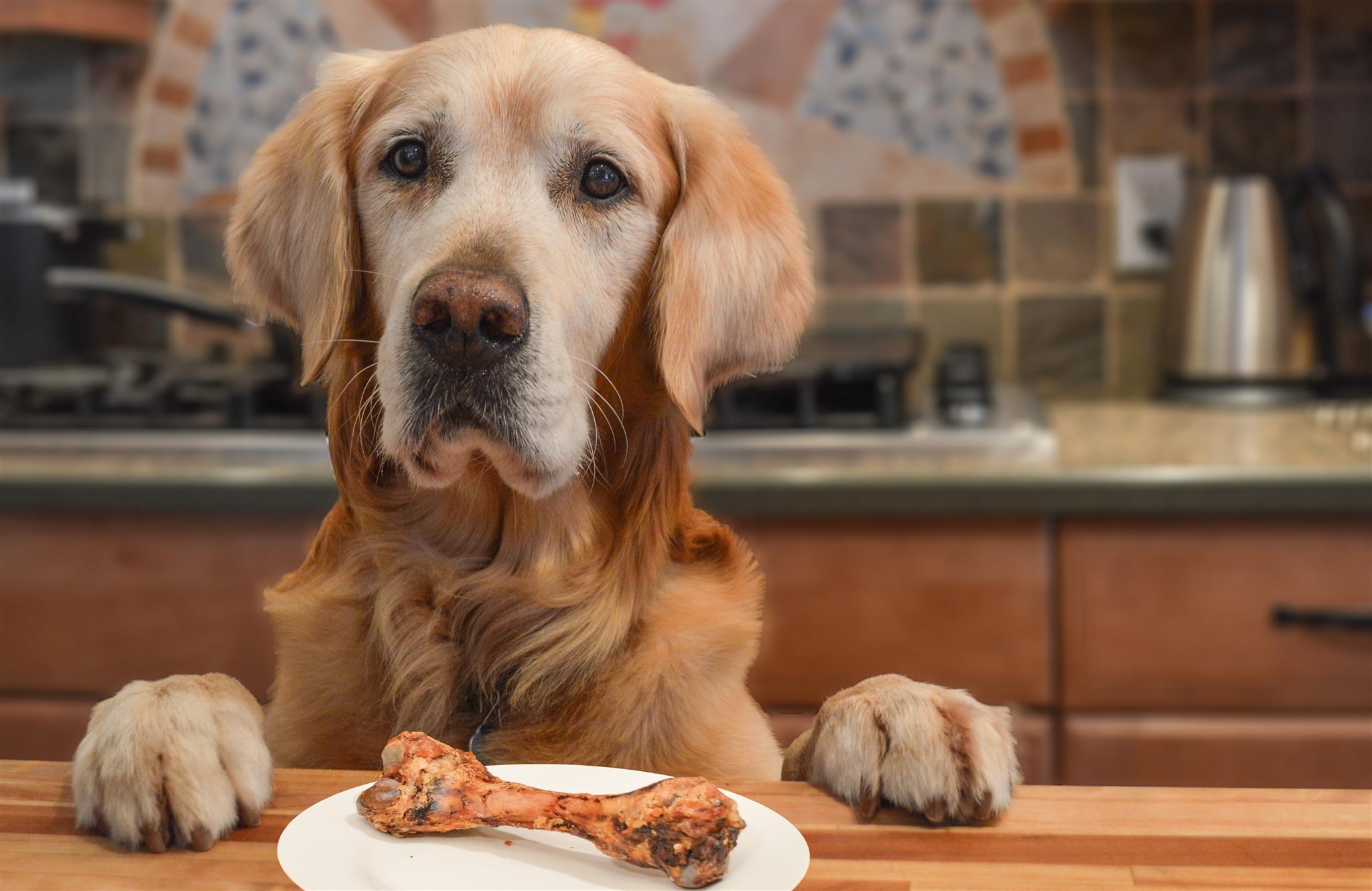 best store bought bone broth for dogs