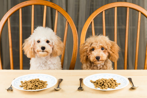 Two dogs sitting together at the dinner table with dog food