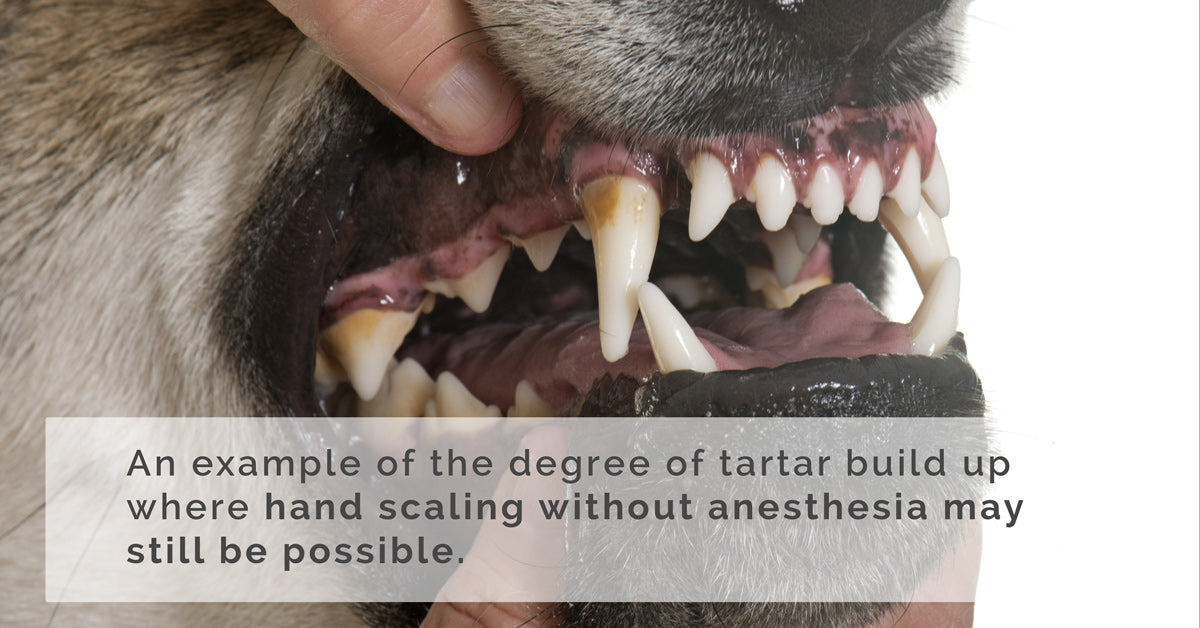 tartar build up on dogs where scaling may be possible