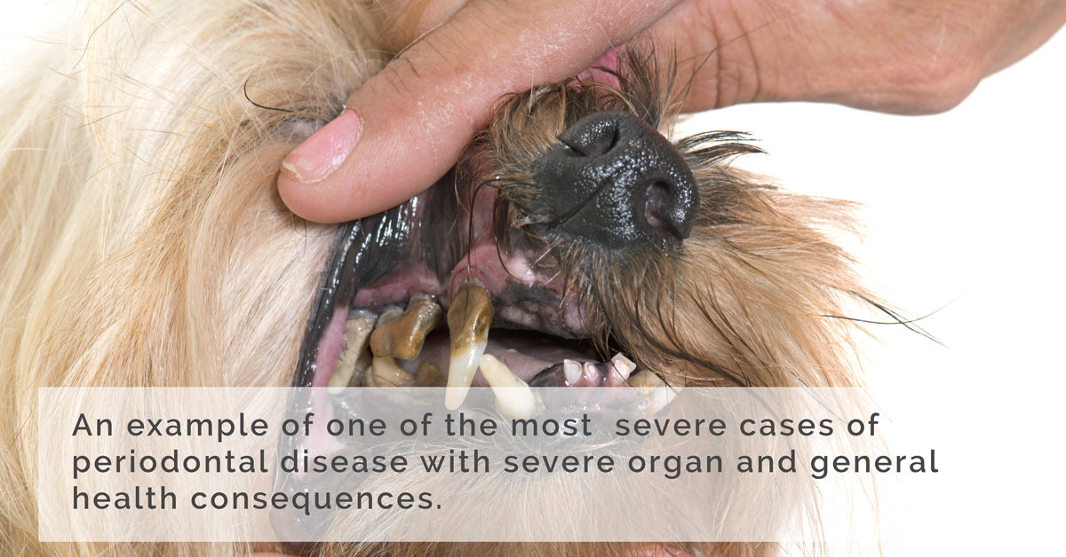 Severe periodontal disease in dogs