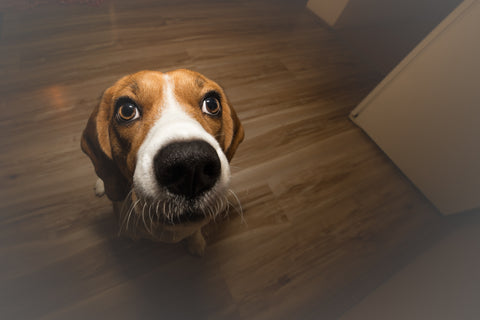 Cute dog begging for treat