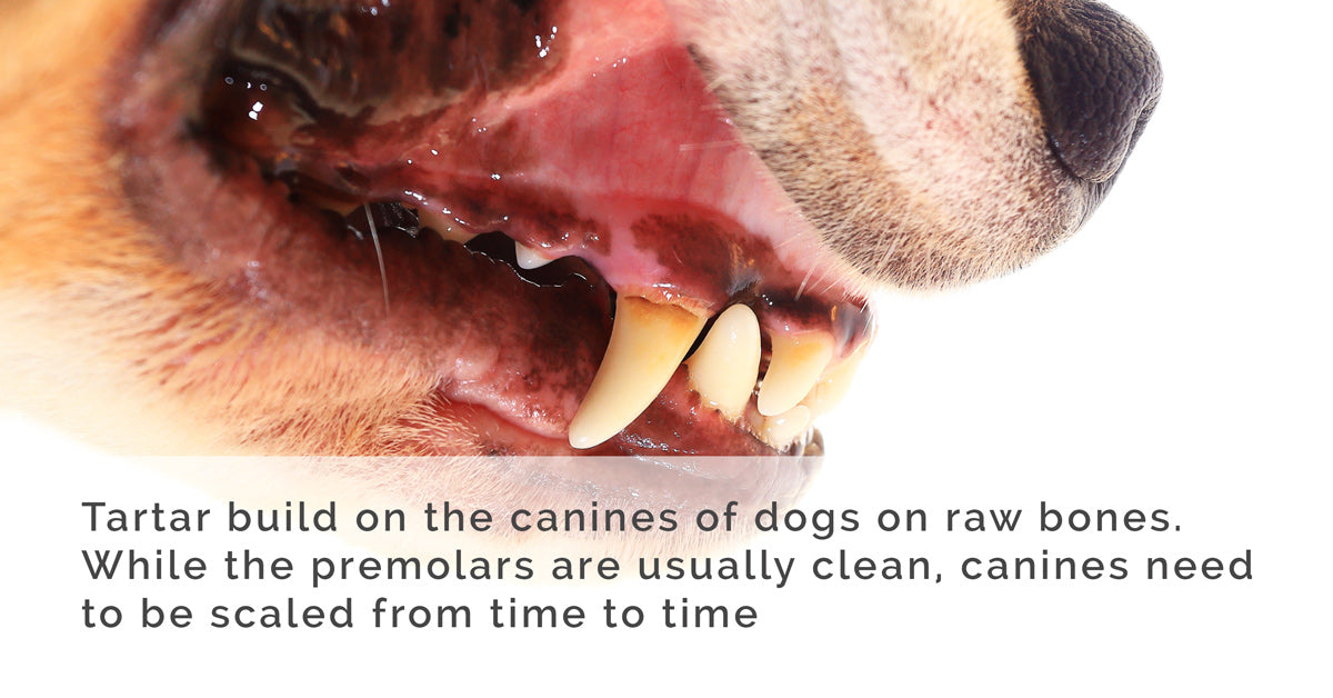 Tartar build up on canines of dog on raw bones