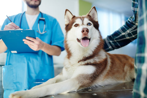 Dog on exam table at vet's office