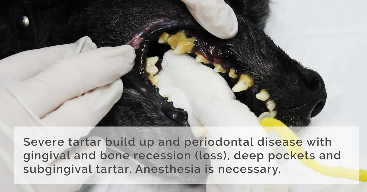 Severe tartar build up on dogs teeth