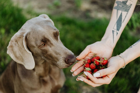 Dog eating strawberries