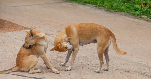 Two dogs with fleas