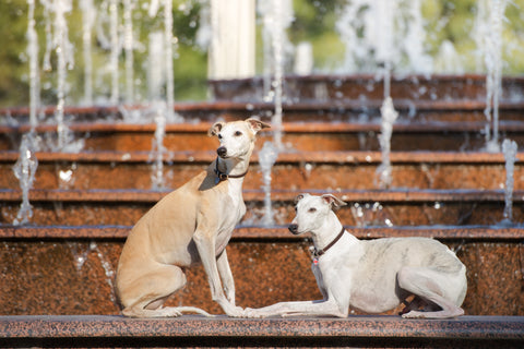 Dogs sitting in water fountain