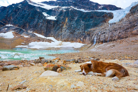 Dog resting after a hike in the mountains