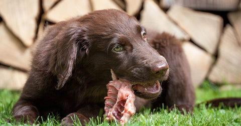 Dog eating raw bone