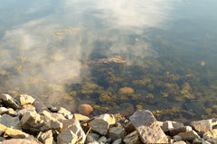 fond marin du Fleuve Saint Laurent, algues utilisées dans les cosmétiques naturels de Boréalie 
