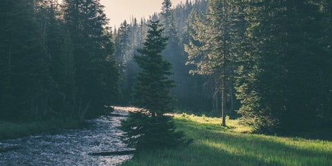 stream and trees