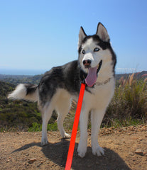 Griffey SportLeash