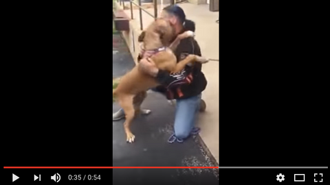 apprehensive dog and dog owner reunite and its awesome