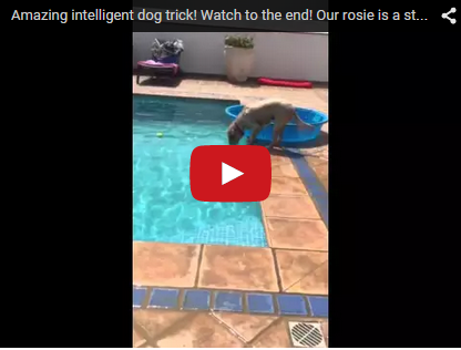 extremely smart dog problem solving skills