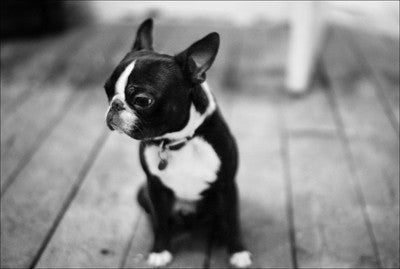 boston terrier cute