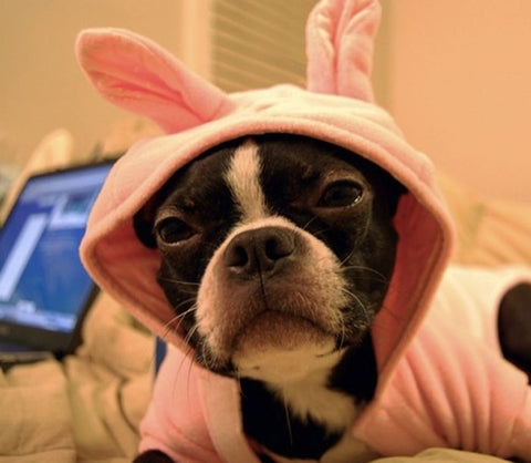 boston terrier easter bunny costume