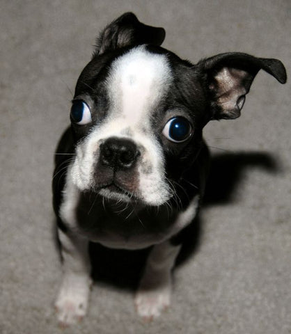 boston terrier funny ears