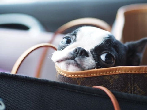 boston terrier in purse