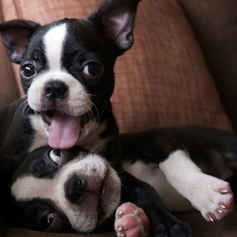 cute boston terrier puppies