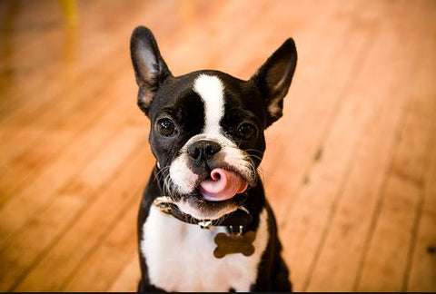tongue out tuesday boston terrier