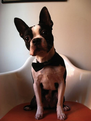 boston terrier bowtie