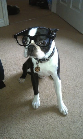 boston terrier wearing glasses